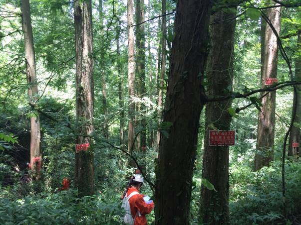 水杉原生母树挂牌5746棵.jpg 水杉原生母树挂牌5746棵.jpg