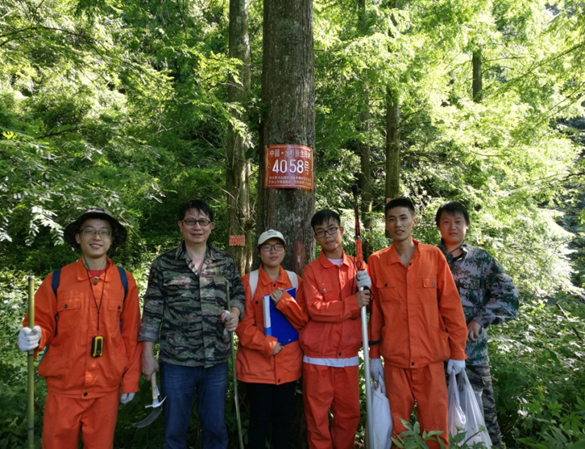 水杉原生母树5746棵.png 水杉原生母树5746棵.png